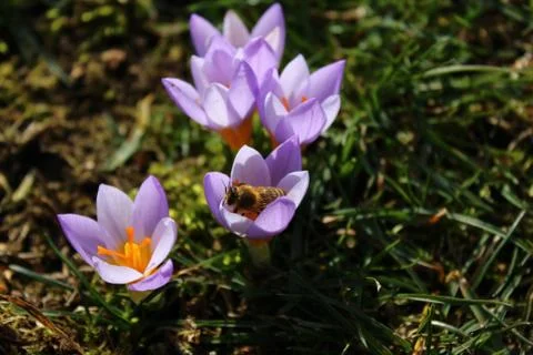 Crocuses in the garden Stock Photos