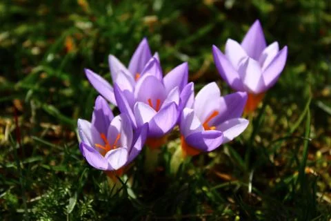 Crocuses in the garden Stock Photos