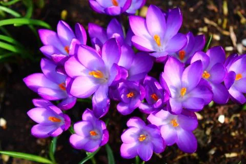 Crocuses in the garden Stock Photos