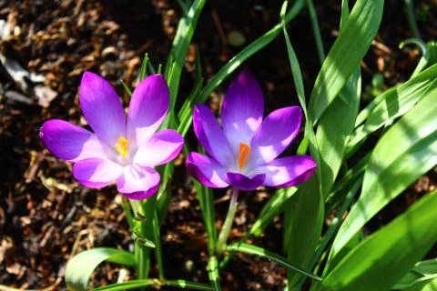 Crocuses in the garden Foto stock