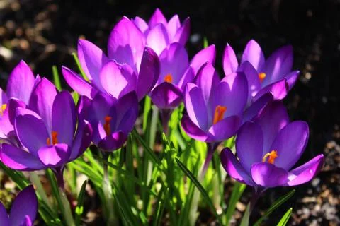 Crocuses in the garden Stock Photos