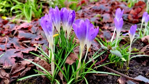 Crocuses growing in spring garden. Stock Footage 236702468