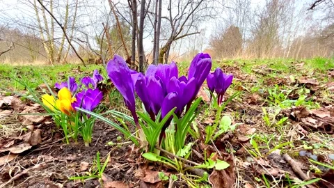 Crocuses growing in spring garden. Stock Footage 236702478