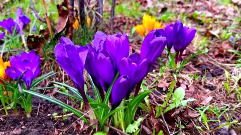 Crocuses growing in spring garden. Stock Footage 237220827
