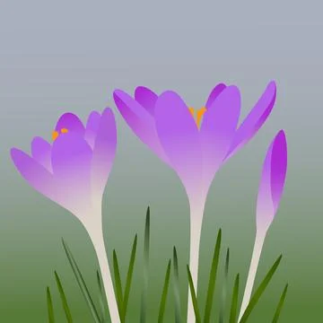Crocuses Ilustración de archivo