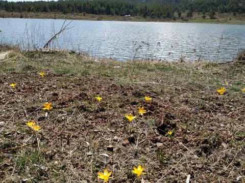Crocuses by the lake Foto stock