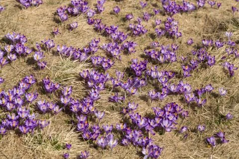 Crocuses on the meadow, first springtime flowers Stock Photos
