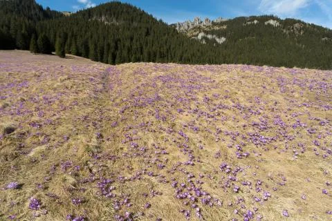 Crocuses on the meadow, first springtime flowers Stock Photos