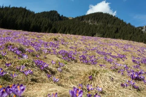 Crocuses on the meadow, first springtime flowers Stock Photos