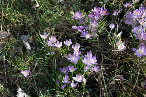 Crocuses on meadow Stock Photos