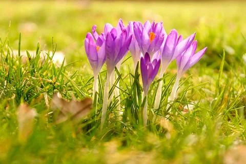 Crocuses in a meadow in soft warm light. Spring flowers that herald spring... Stock Photos