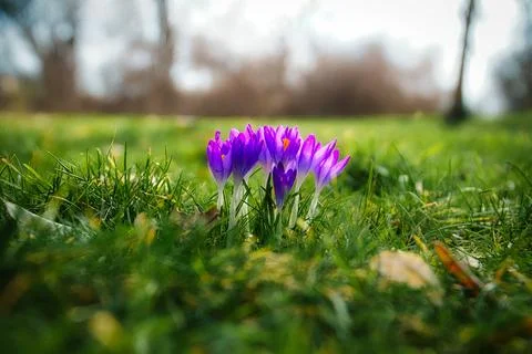 Crocuses in a meadow in soft warm light. Spring flowers that herald spring... Stock Photos