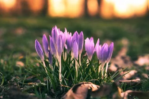 Crocuses in a meadow in soft warm light. Spring flowers that herald spring... Fotos Stock
