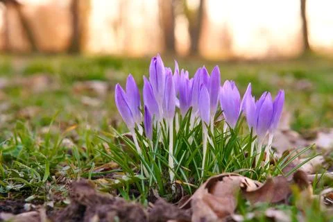 Crocuses in a meadow in soft warm light. Spring flowers that herald spring... Stock Photos