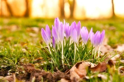 Crocuses in a meadow in soft warm light. Spring flowers that herald spring... Stock Photos