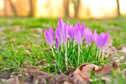 Crocuses in a meadow in soft warm light. Spring flowers that herald spring... Stock Photos