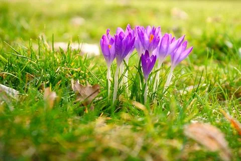 Crocuses in a meadow in soft warm light. Spring flowers that herald spring... Fotos Stock