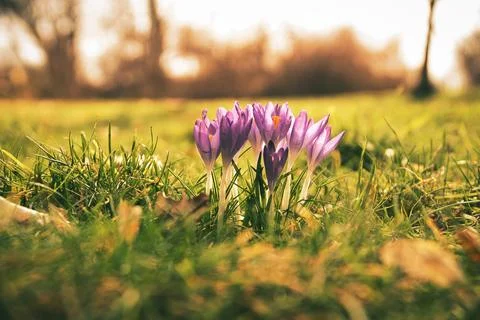 Crocuses in a meadow in soft warm light. Spring flowers that herald spring... Stock Photos