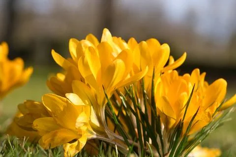 Crocuses in a meadow in soft warm light. Spring flowers that herald spring... Fotos Stock