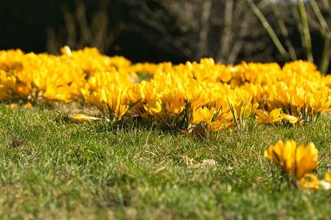 Crocuses in a meadow in soft warm light. Spring flowers that herald spring... Stock Photos