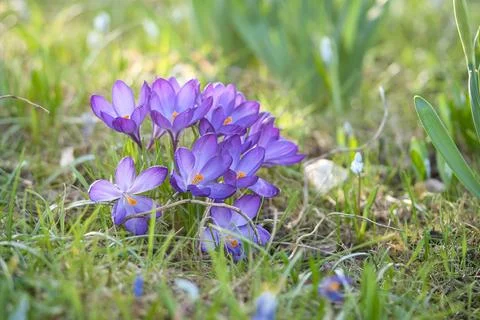 Crocuses in a meadow in soft warm light. Spring flowers that herald spring... Fotos Stock