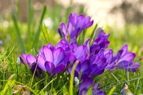 Crocuses in a meadow in soft warm light. Spring flowers that herald spring... Stock Photos