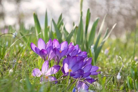 Crocuses in a meadow in soft warm light. Spring flowers that herald spring... Stock Photos