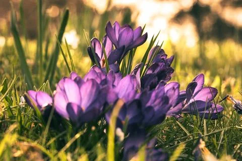 Crocuses in a meadow in soft warm light. Spring flowers that herald spring... Fotos Stock