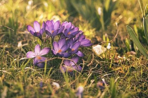 Crocuses in a meadow in soft warm light. Spring flowers that herald spring... Fotos Stock