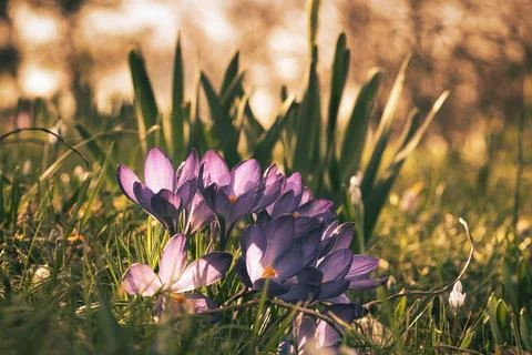 Crocuses in a meadow in soft warm light. Spring flowers that herald spring... Fotos Stock