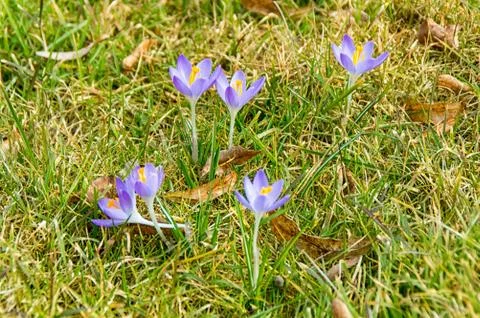 Crocuses on the meadow in thuringia Stock Photos