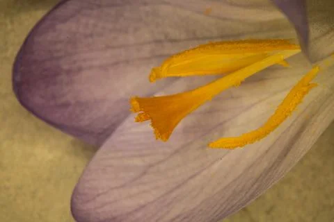 Crocuses on meadow under the microscope Stock Photos