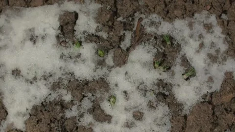Crocuses in melting snow, time lapse Stock Footage 232263520