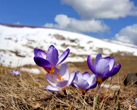 Crocuses in mountains Stock Photos