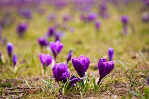 Crocuses Stock Photos