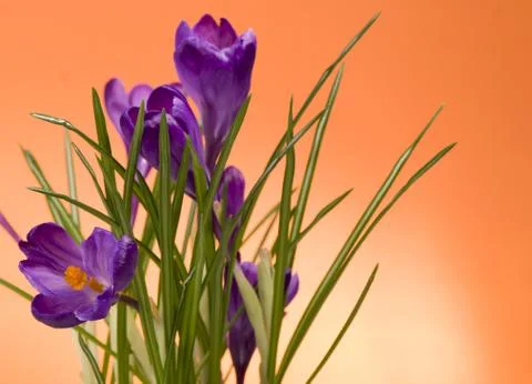 Crocuses Stock Photos