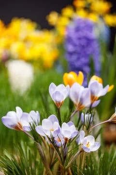 Crocuses Stock Photos