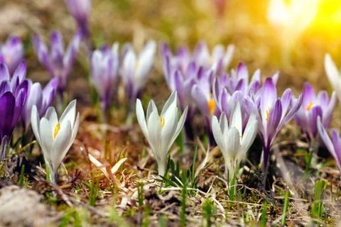 Crocuses Stock-Fotos