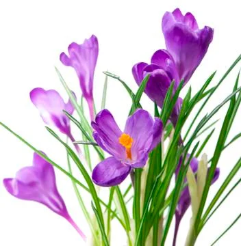 Crocuses Stock Photos