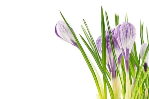 Crocuses Stock Photos