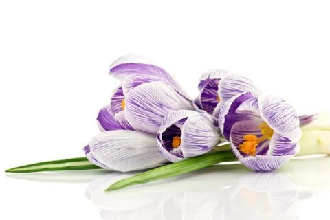 Crocuses Stock Photos