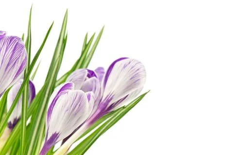 Crocuses Stock Photos
