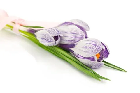 Crocuses Stock Photos