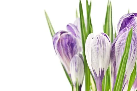 Crocuses Stock Photos