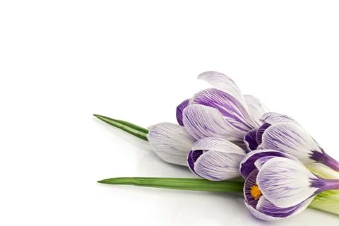 Crocuses Stock Photos