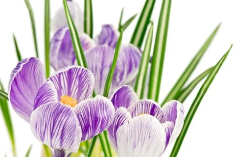 Crocuses Stock Photos