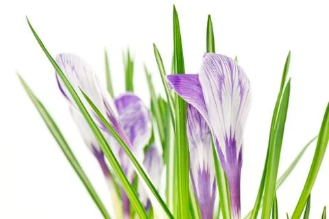 Crocuses Stock Photos