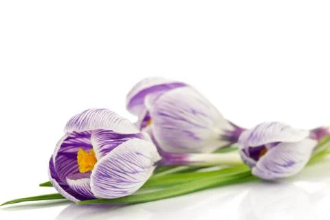 Crocuses Stock Photos
