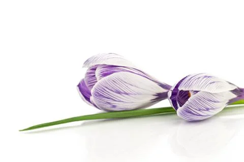 Crocuses Stock Photos