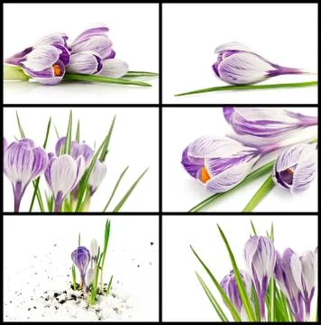 Crocuses Stock Photos
